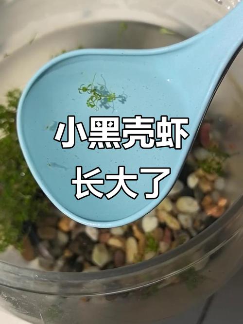 黑殼蝦形態特征 生活習性 飼養技術_黑殼蝦抱卵要生的征兆