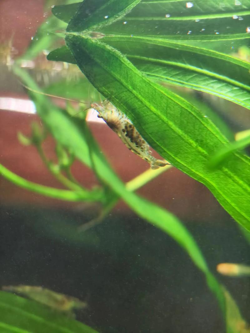 黑殼蝦形態特征 生活習性 飼養技術_黑殼蝦抱卵要生的征兆