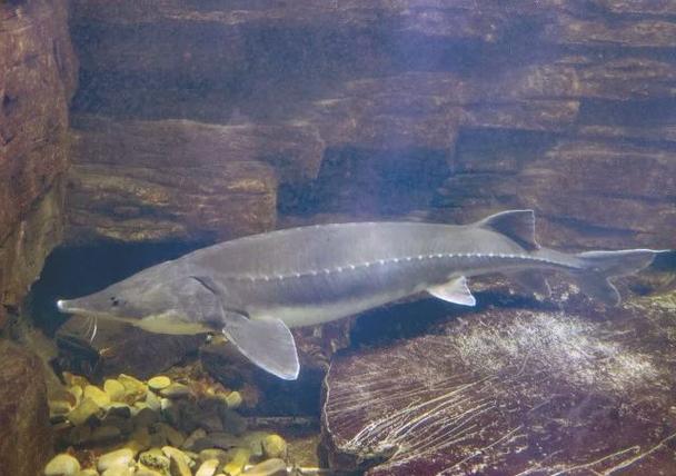 白鱘與長江鱘現狀_中華鱘圖片_白鱘滅絕原因