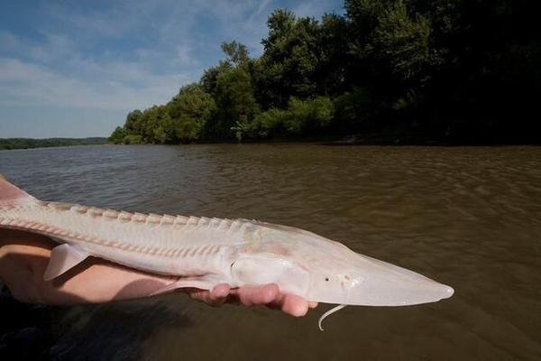 白鱘滅絕 長江鱘野外滅絕 鱘魚保護等級提升_中華鱘圖片