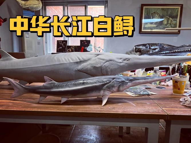 中華鱘圖片_白鱘滅絕 長江鱘野外滅絕 鱘魚保護等級提升