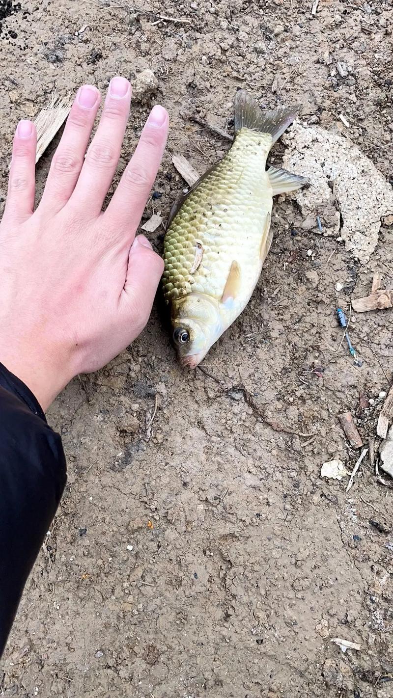 冬釣鰱鳙技巧_鰱鳙冬季釣法攻略_冬釣鯽魚