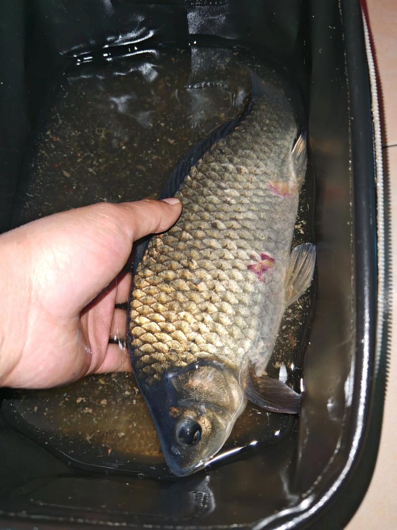 冬釣鰱鳙技巧_冬釣鯽魚_鰱鳙冬季釣法攻略