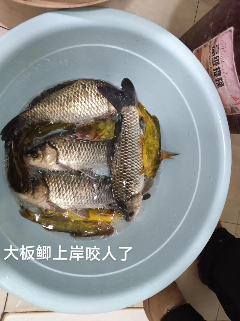 冬釣鰱鳙技巧_鰱鳙冬季釣法攻略_冬釣鯽魚