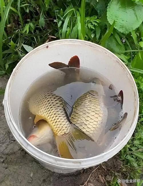 野釣鯉魚打窩技巧_野釣鯉魚窩料配方_野釣打窩