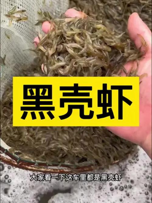 黑殼蝦吃什么_黑殼蝦除藻能力_黑殼蝦運輸注意事項