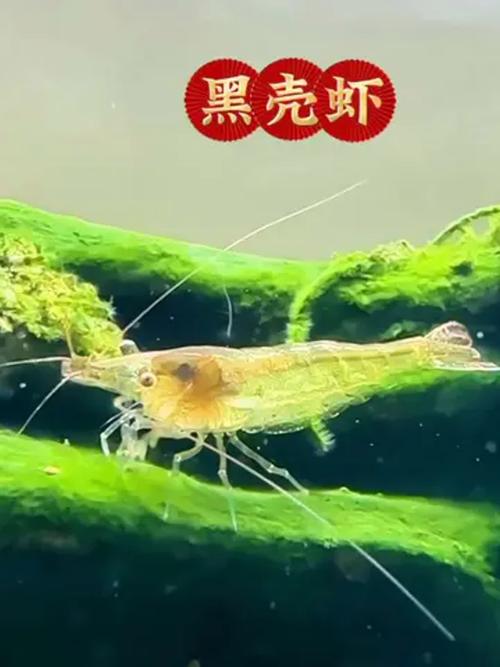 黑殼蝦運輸注意事項_黑殼蝦吃什么_黑殼蝦除藻能力