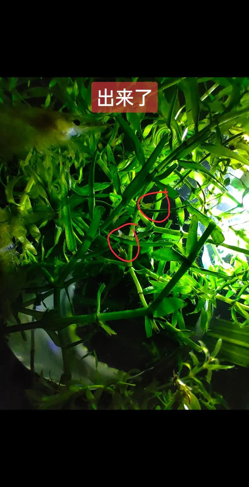 黑殼蝦多久繁殖一次_黑殼蝦繁殖方法_黑殼蝦在家如何繁殖