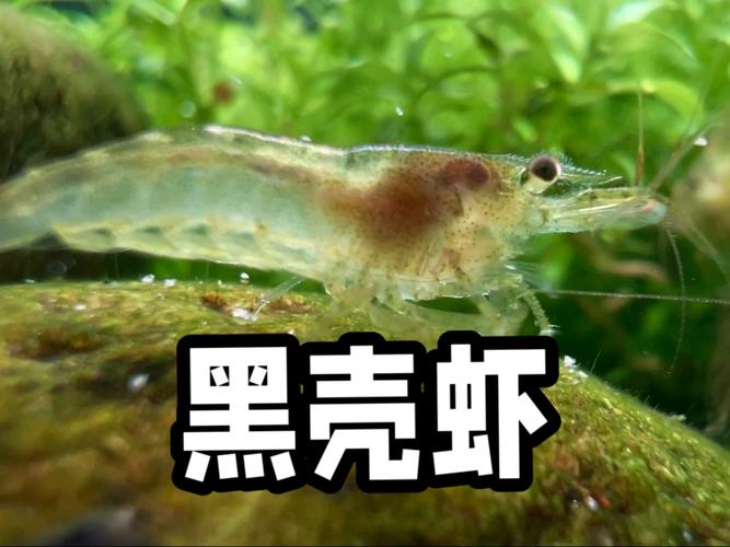 黑殼蝦在家如何繁殖_黑殼蝦多久繁殖一次_黑殼蝦繁殖方法