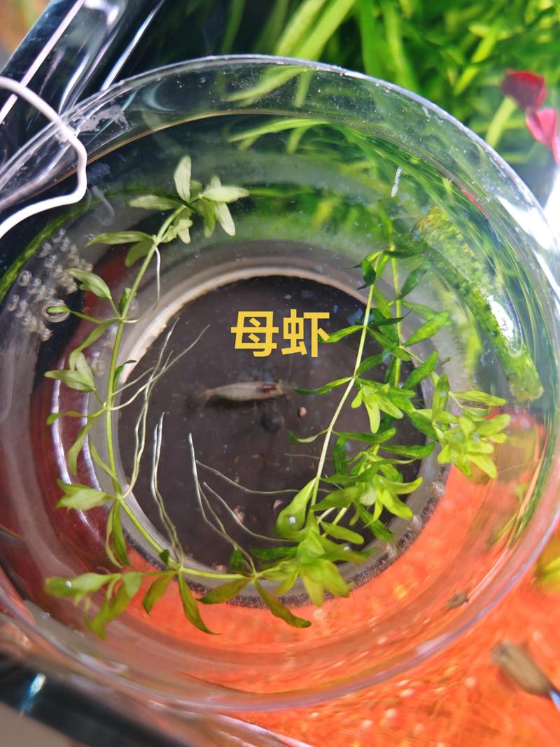 黑殼蝦在家如何繁殖_黑殼蝦繁殖方法_黑殼蝦多久繁殖一次