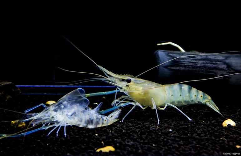 黑殼蝦多久繁殖一次_黑殼蝦多久換一次水_黑殼蝦用什么水養好