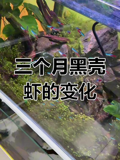 黑殼蝦多久換一次水_黑殼蝦用什么水養好_黑殼蝦多久繁殖一次