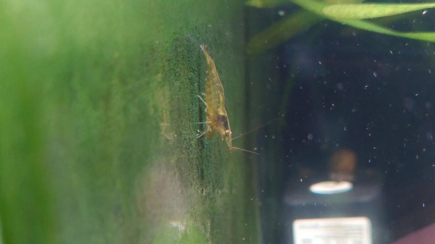 黑殼蝦爆缸條件_黑殼蝦吃什么_黑殼蝦入缸損耗原因