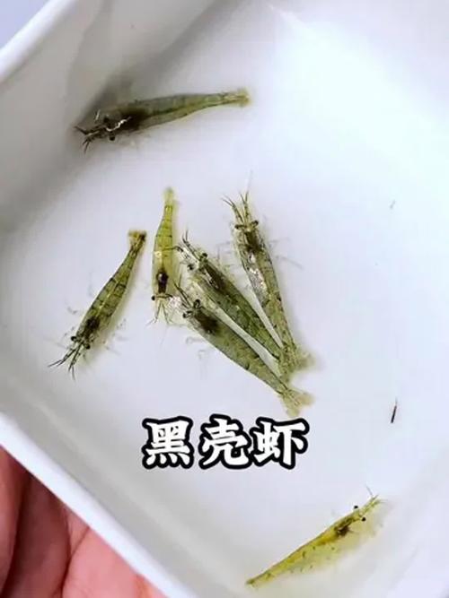 黑殼蝦吃什么_黑殼蝦爆缸條件_黑殼蝦入缸損耗原因