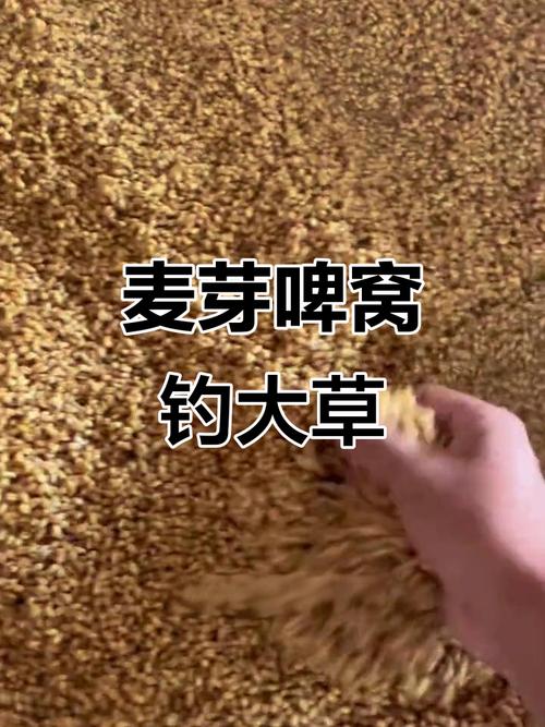 野釣草魚餌料_嫩玉米草魚餌_秋天釣草魚用什么餌料視頻