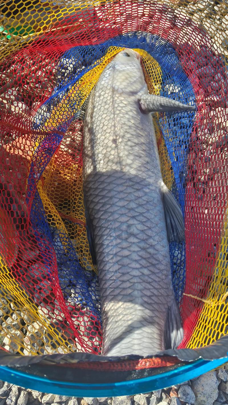 黑坑青魚季節轉換期作釣技巧_黑坑釣青魚不開口怎么釣_春末夏初黑坑青魚難釣