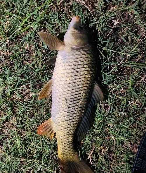 遵義釣魚網_遵義釣魚之家網站_遵義釣魚城