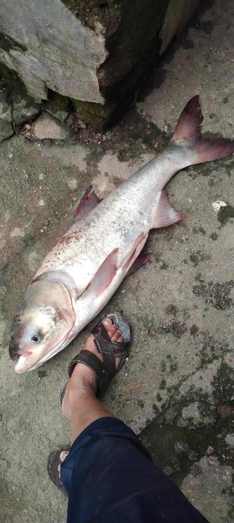釣大頭魚_大頭魚是什么魚_大頭魚