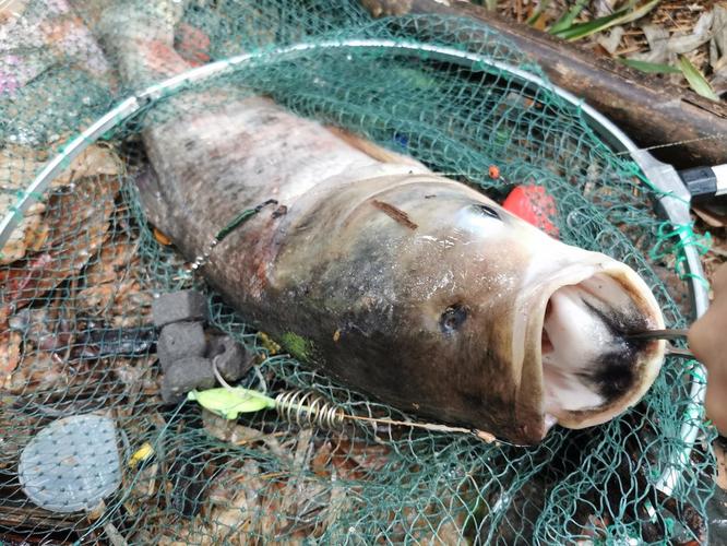 大頭魚_大頭魚是什么魚_釣大頭魚