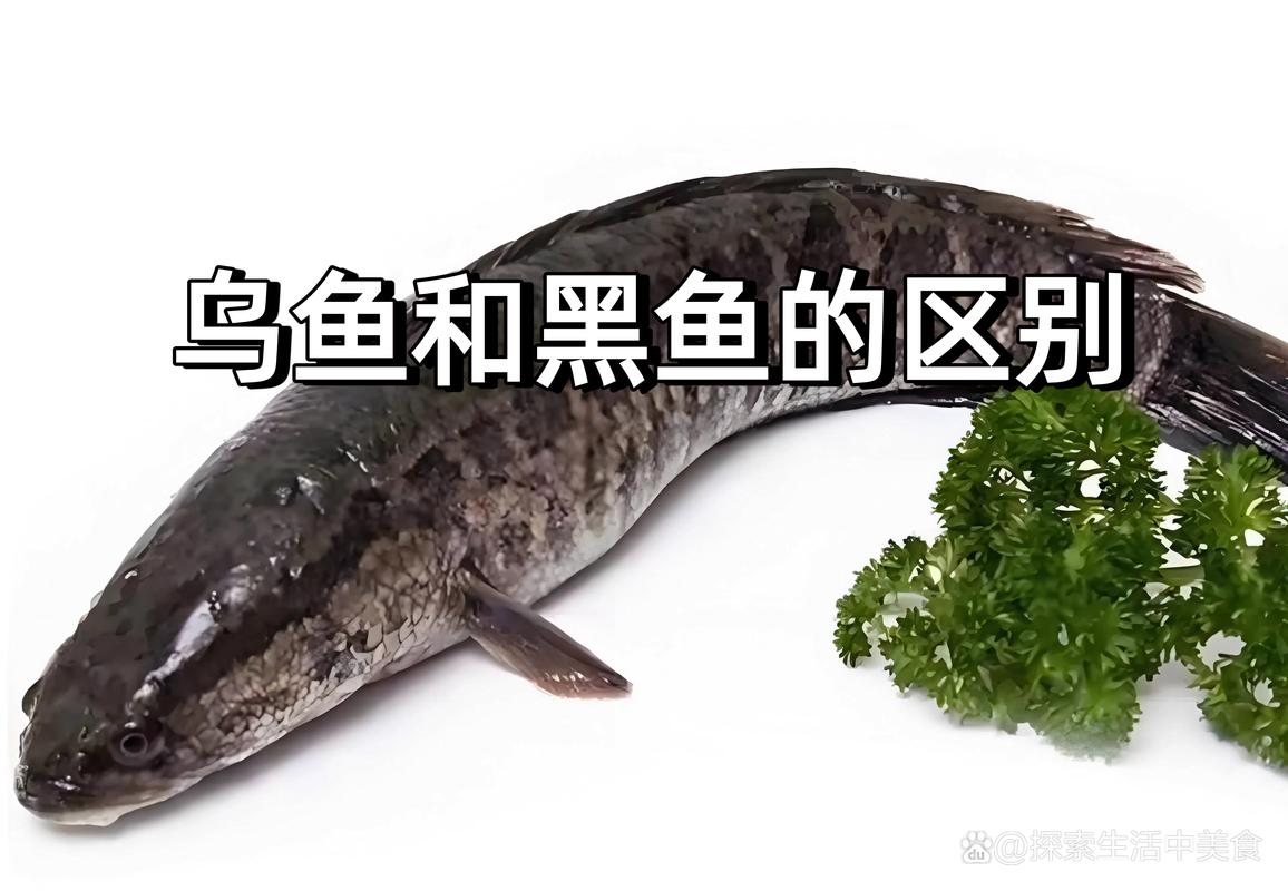 黑魚與鯰魚的區別_黑魚臟還是鯰魚臟_黑魚和鯰魚哪個臟