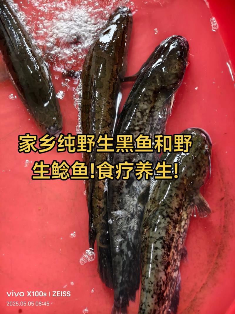 黑魚與鯰魚的區別_黑魚臟還是鯰魚臟_黑魚和鯰魚哪個臟