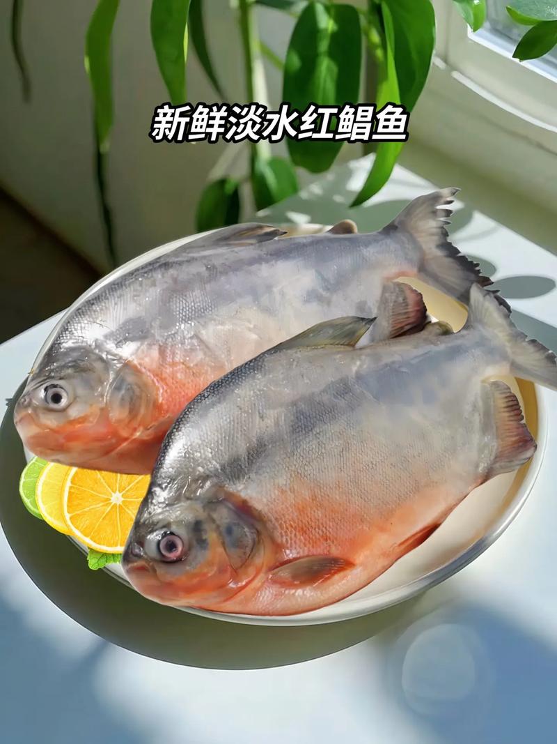 紅鯧魚的營養價值與口感分析_紅鯧魚是什么魚_紅鯧魚為什么被稱為垃圾魚