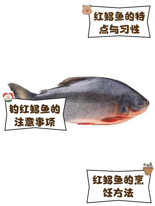 紅鯧魚為什么被稱為垃圾魚_紅鯧魚是什么魚_紅鯧魚的營養價值與口感分析