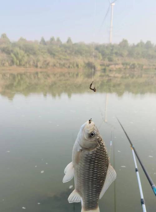 冬季釣魚視頻_冬季釣魚導熱體選擇_冬季釣魚深水區水溫低