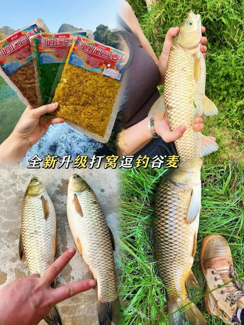 草魚餌料麥粒稻谷玉米_自家魚塘釣草魚用什么餌_晚春釣草魚
