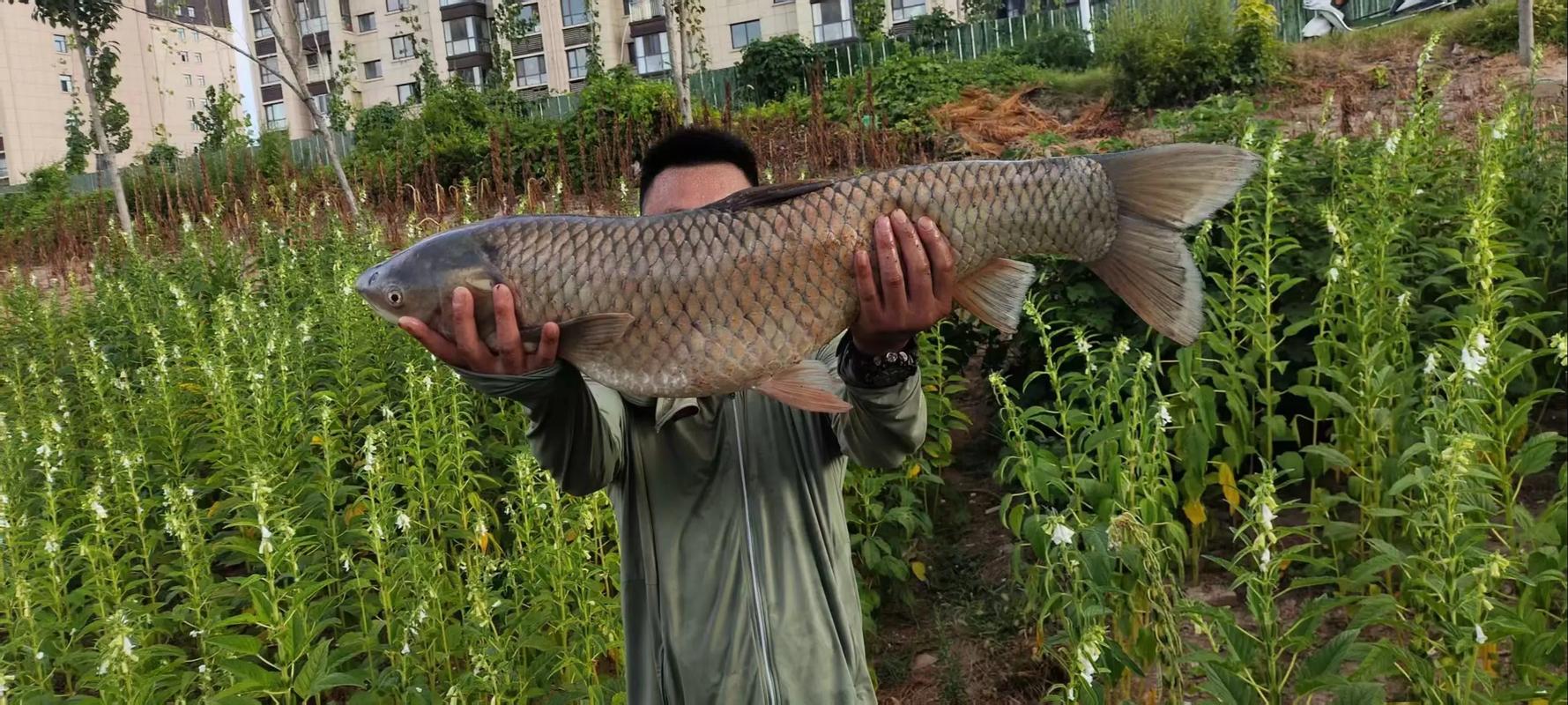 草魚餌料麥粒稻谷玉米_晚春釣草魚_自家魚塘釣草魚用什么餌