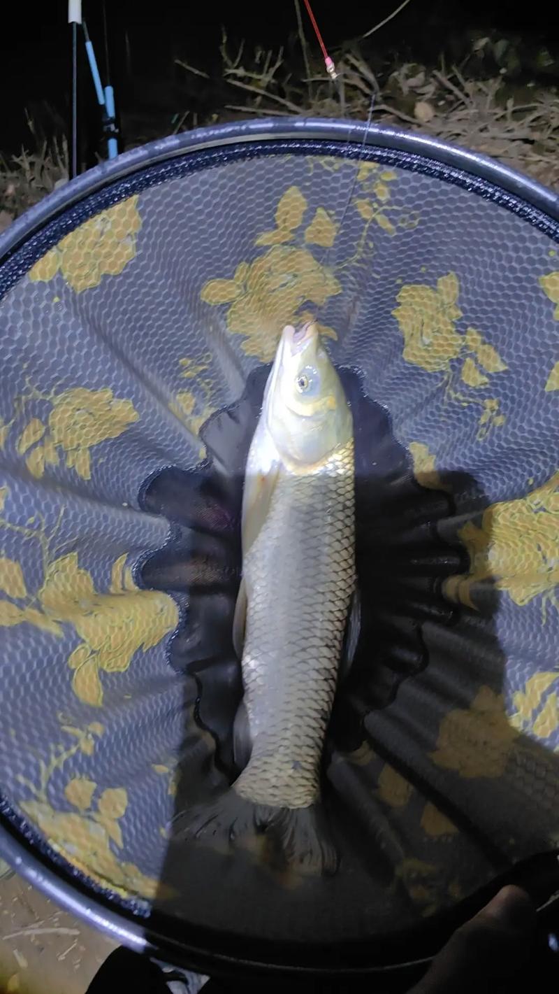 夜釣草魚用什么餌料_初夏釣鯽魚_夏季釣草魚