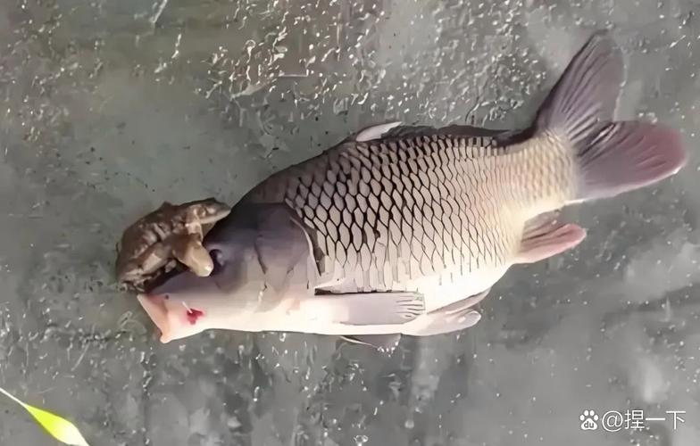 蟾為什么抱鯉_蟾蜍抱魚原因_金蟾抱魚是什么意思