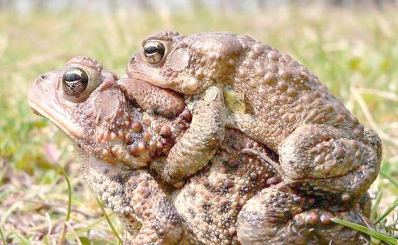 蟾為什么抱鯉_金蟾抱魚是什么意思_蟾蜍抱魚原因