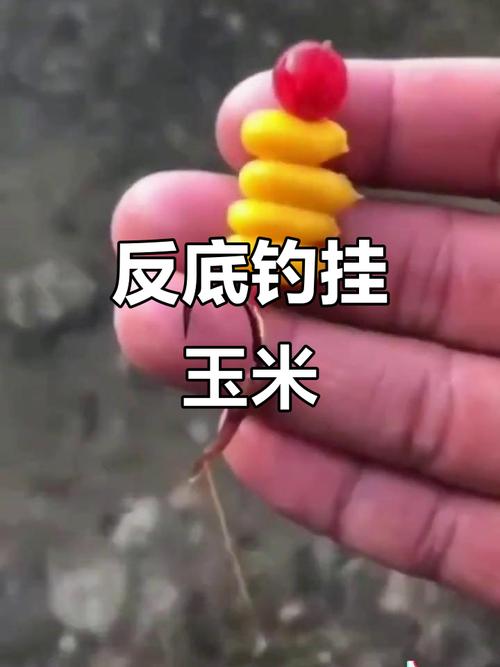 冬天釣鯉魚_發酵玉米守大鯉_玉米釣鯉魚