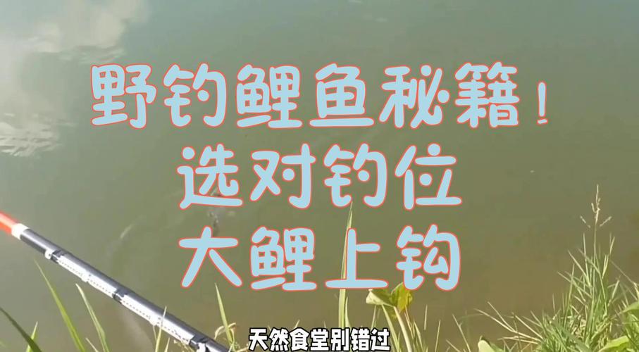 冬天鯉魚逗釣_冬天釣鯉魚_冬天鯽魚逗釣