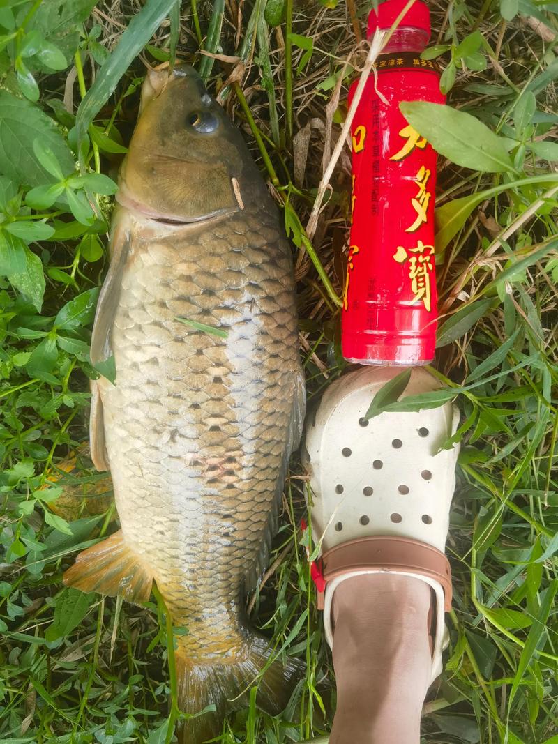 冬天釣鯉魚用什么餌料_冬季釣鯉魚線組配置_冬天釣鯉魚線組選擇