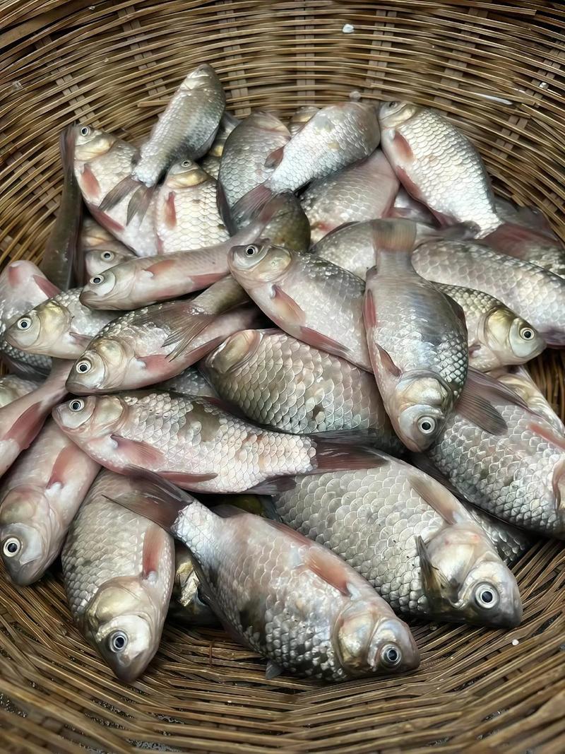 沂蒙山釣魚網_沂河釣魚_沂河邊野釣的地方