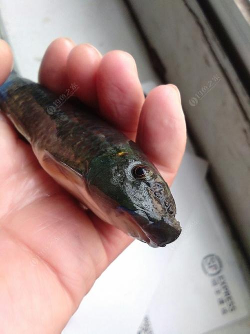 釣魚記_釣魚愛好者_周末釣魚經驗分享