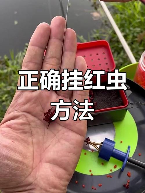 紅蟲病真相_紅蟲謠言_6種用紅蟲釣魚的方法必看