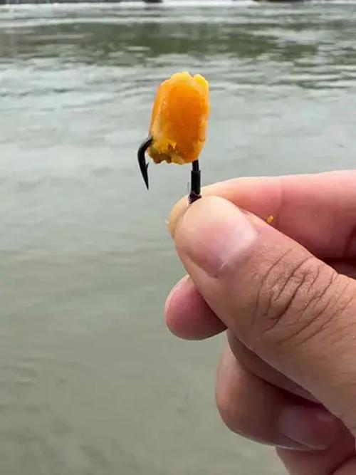 釣大草魚技巧_釣大草魚經驗分享_晚上釣草魚用什么餌最好