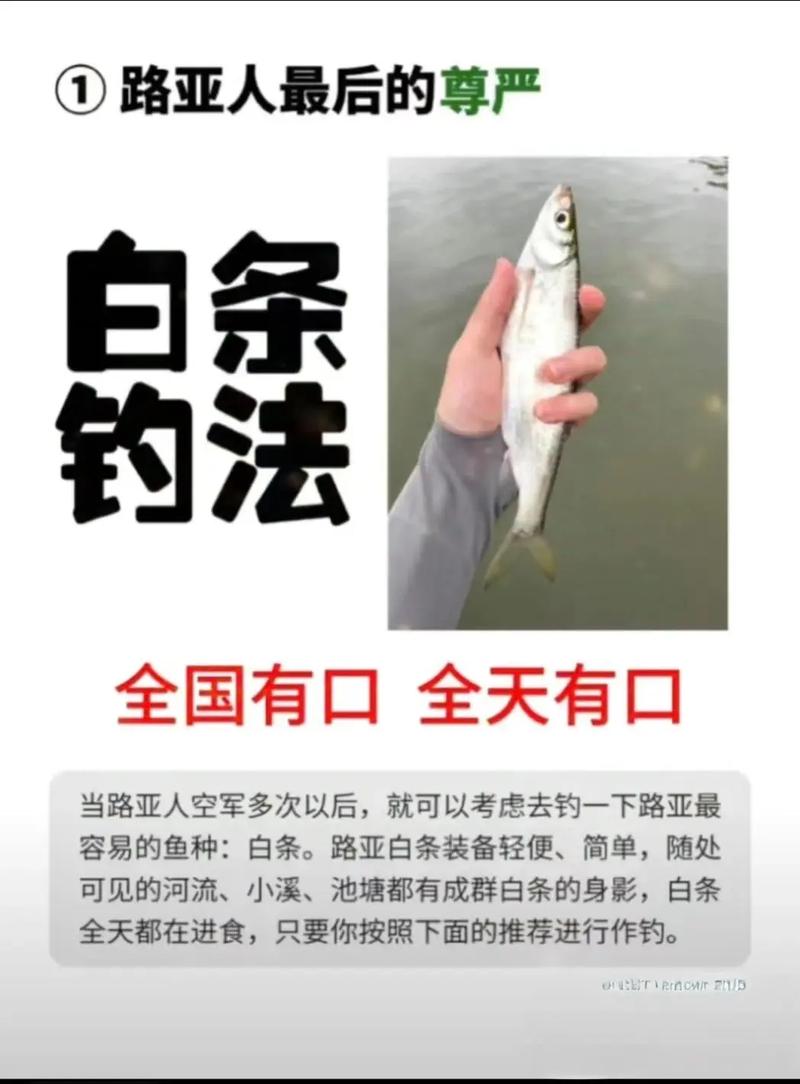 路亞入門_路亞釣法_路亞技巧大全_垂釣經濟市場分析_路亞釣魚裝備展