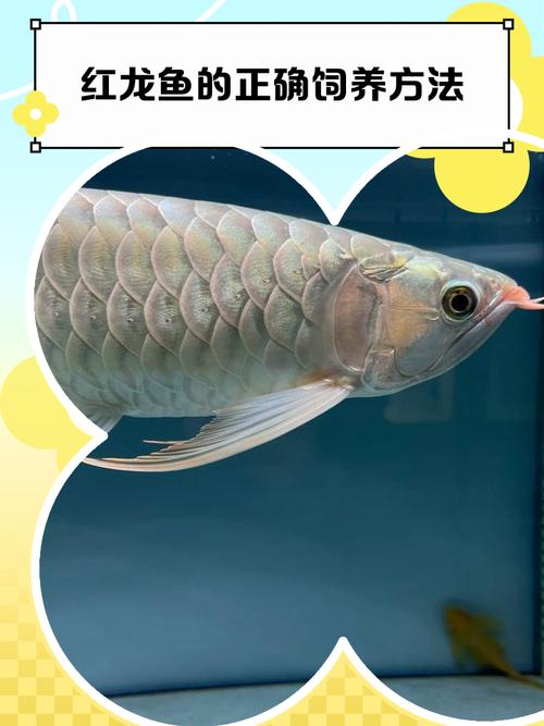 紅龍魚_紅龍魚價格查詢_紅龍魚養殖技巧