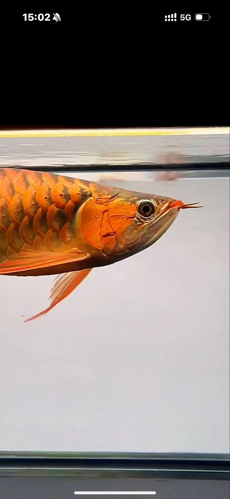 紅龍魚養殖技巧_紅龍魚_紅龍魚價格查詢