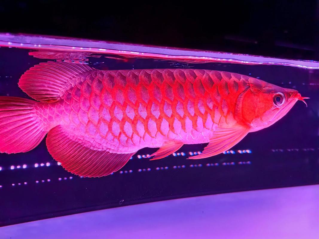 紅龍魚價格查詢_紅龍魚_紅龍魚養殖技巧