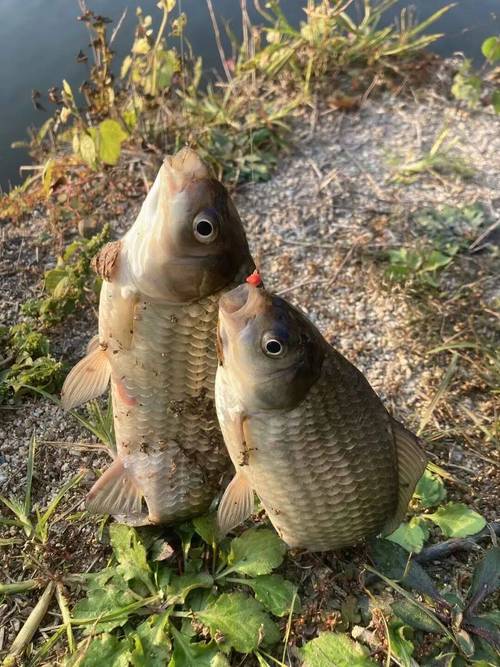 釣魚人貪婪無度索取_釣魚網站相似之處_釣魚網站制作