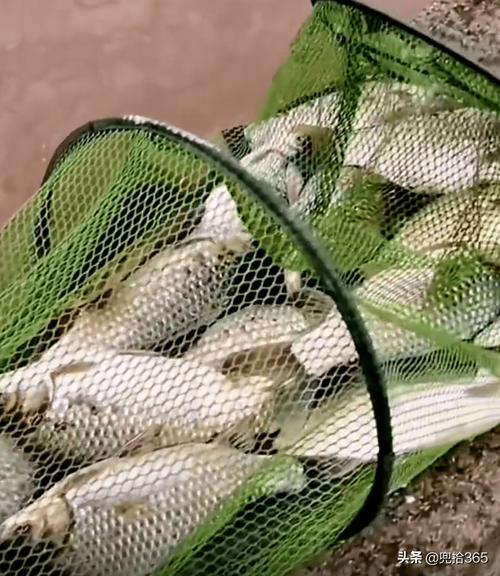 釣魚網站相似之處_釣魚網站制作_釣魚人貪婪無度索取