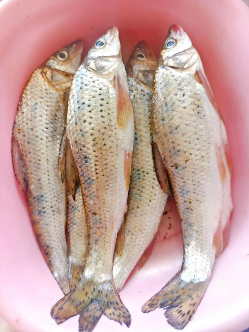 花骨魚別稱麻鯉價格分布_花骨魚市場價多少一斤_花骨魚養殖前景及利潤分析