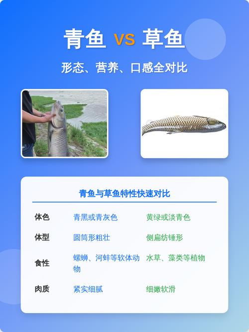 青魚和草魚的區別 形態特征顏色生活習性生長速度經濟價值_鯇魚和草魚有什么區別_青魚草魚區別詳解 魚類識別特征 食用觀賞選擇