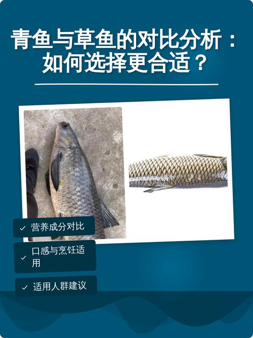 鯇魚和草魚有什么區別_青魚草魚區別詳解 魚類識別特征 食用觀賞選擇_青魚和草魚的區別 形態特征顏色生活習性生長速度經濟價值