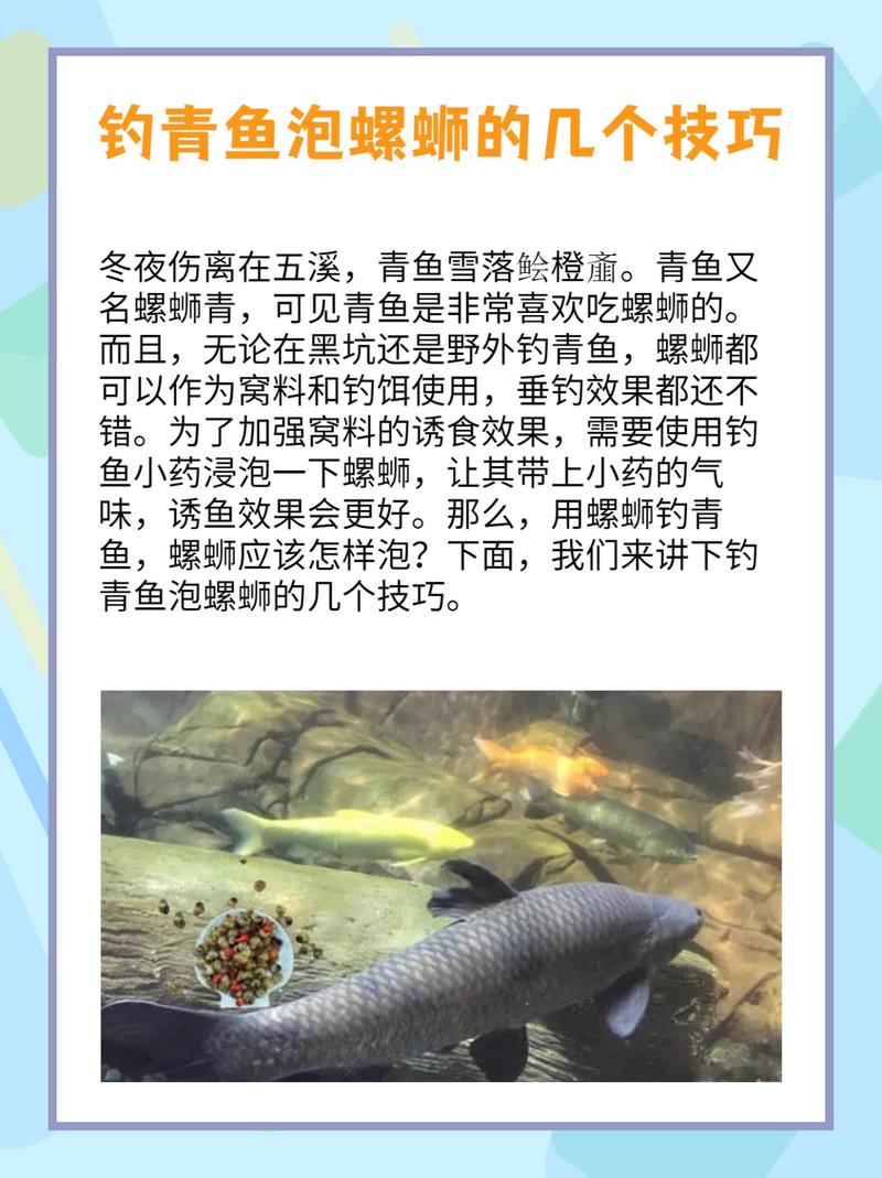 田螺釣魚技巧_田螺掛鉤方法_螺螄青怎么垂釣必看